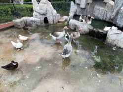 -造物庄园 萌宠纪(苏州湾歌林公园店)