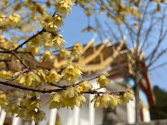 -报恩禅寺