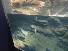 -大阪海游馆