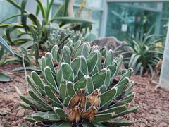-郑州植物园