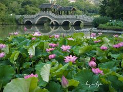 -金山公园