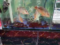 -明记海鲜大排档(巽寮湾店)