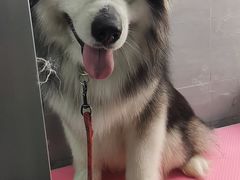 -宠福鑫康馨动物医院·骨科·眼科