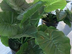 -麦当劳(展览路店)