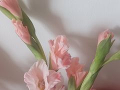 -二沙岛艺术公园