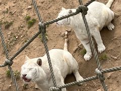-西霞口神雕山野生动物世界