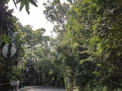-深圳仙湖植物园
