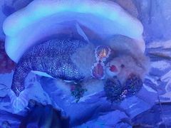 -成都泰迪熊博物馆