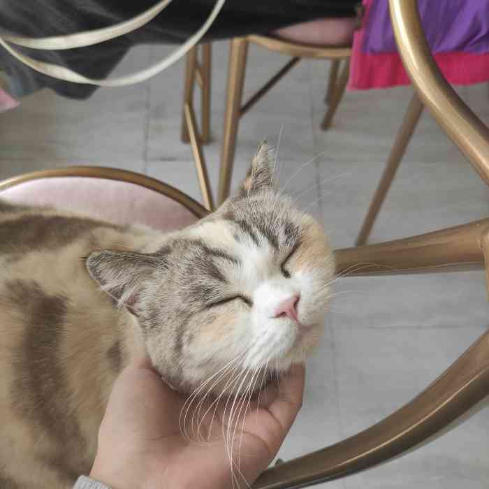 猫宁·猫咖-"[环境]进门榻榻米有个投影可以看电影,二.