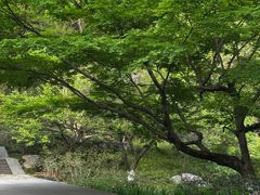 -西湖游船