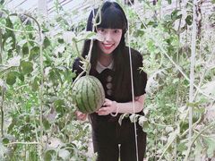 -庞各庄西瓜蔬菜采摘园·锦华瓜园