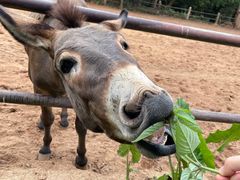 -海南热带野生动植物园