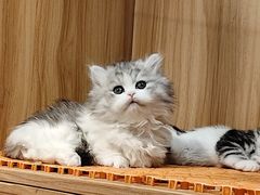 -欣宠猫屋·矮脚拿破仑·蓝金金渐层