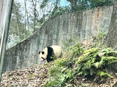 -中国大熊猫保护研究中心雅安碧峰峡基地