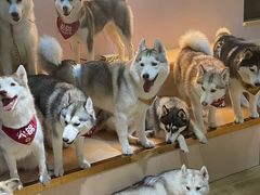 -Husky Go! 哈士奇体验馆·宠物咖啡厅狗咖