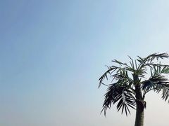 -渡海小渔村.老辈日照菜