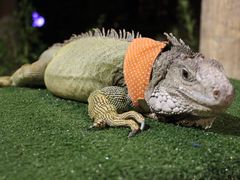 -清迈夜间动物园