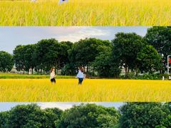 -光明小镇欢乐田园
