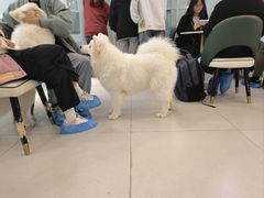 -安格丽娜·狗咖·猫咖羊驼咖(春熙路百盛商场店)