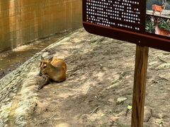 -野象谷景区