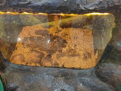 -上海大自然野生昆虫馆(东方明珠·爬宠昆虫探索中心)