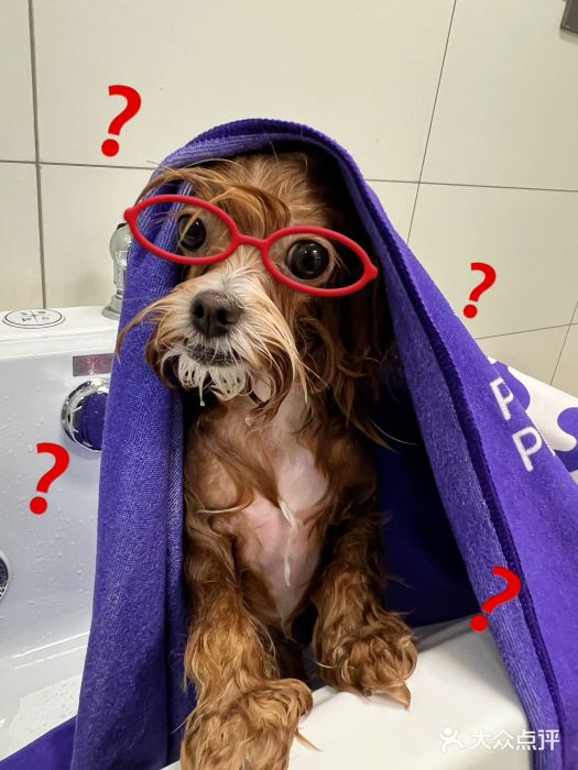 帕帕拉兹宠物(亚洲旗舰店)图片