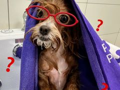 -帕帕拉兹宠物(亚洲旗舰店)