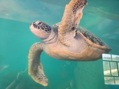 -广东惠东海龟国家级自然保护区