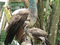 -瑞丽独树成林风景区