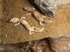 -上海大自然野生昆虫馆