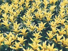 -龙大花卉苗木市场