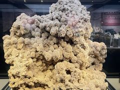 -正佳自然科学博物馆