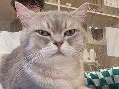 -Let's go狗咖·猫咖·奶狗·桌游(春熙路IFS店)