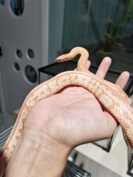 -Moni星球萌宠·小马宝莉·灵蛇·高端高阶全萌宠互动体验俱乐部(红豆国际广场店)