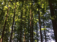 iphone_upload_pic-八大关景区