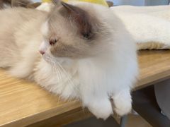 -有喵·猫咖·狗咖·30几只猫10只小狗(岗厦店)