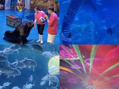 -烟台海昌鲸鲨海洋公园