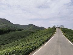 -白茶原·一片叶子