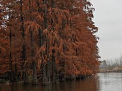-池杉湖湿地公园