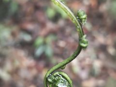 -云南屏边大围山国家公园