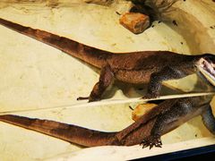 -费瑟代尔野生动物园