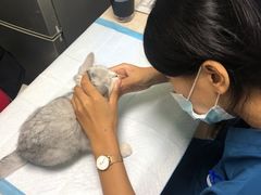 -A猫a狗全科·犬猫异宠·芥西宠物医院(南开总院)