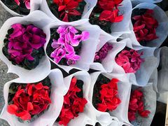 -双季花艺园艺市场(浦东店)