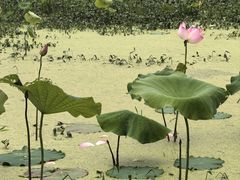 -四明湖