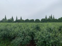 -金谷域澳洲庄园