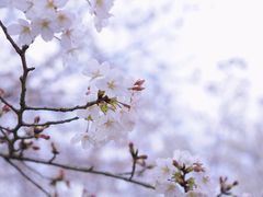 -顾村公园