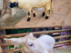 -正佳雨林生态植物园