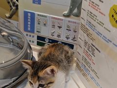 -御宝贝·A梦猫科宠物医院(国际猫友好医院)