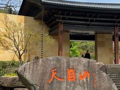 -天目山大树王景区