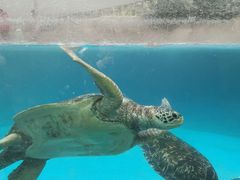 -海合安成都极地海洋公园